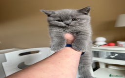 British Shorthair cats for sale: Beautiful health tested bsh kittens  - Image 12