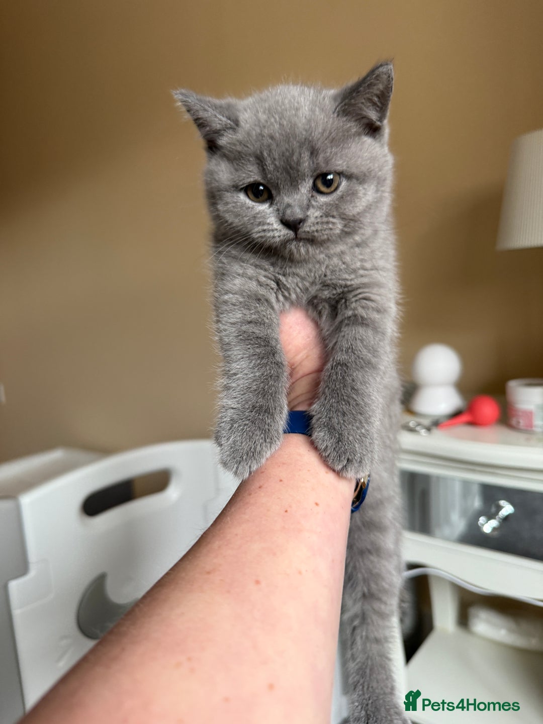 British Shorthair cats for sale: Beautiful health tested bsh kittens  - Image 12