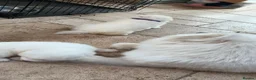 Samoyed dogs for sale: Bundle of joy and fluff  - Advert 3