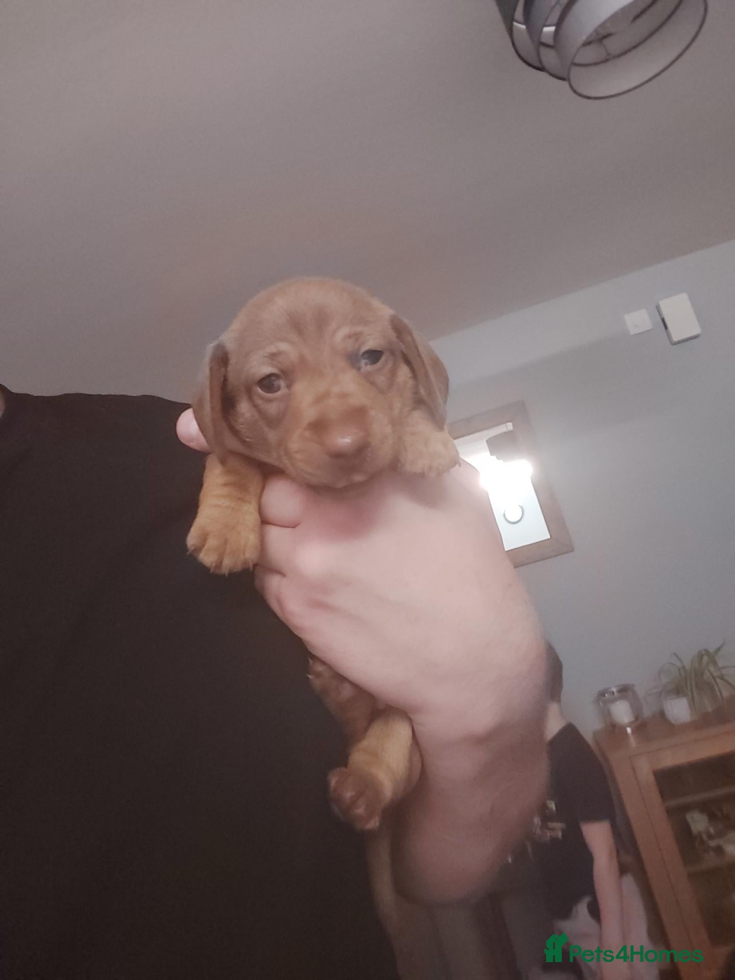 Miniature Dachshund dogs for sale: miniature dachshund  - Advert 16