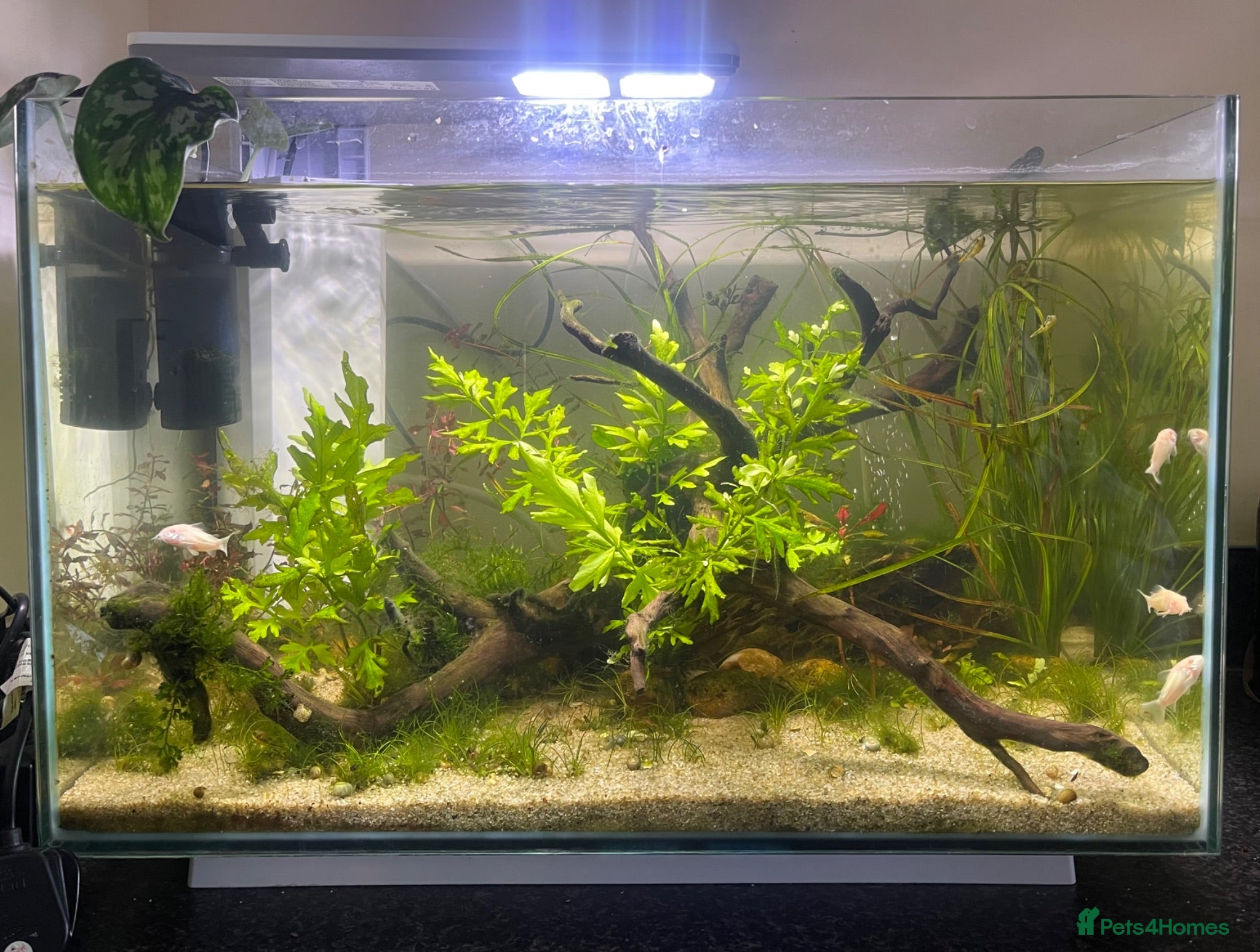 Pufferfish fish Complete setup available - pea puffers, Corys etc - Advert 15