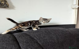 Manx cats for sale: Manx/Calico kittens for sale  - Image 7