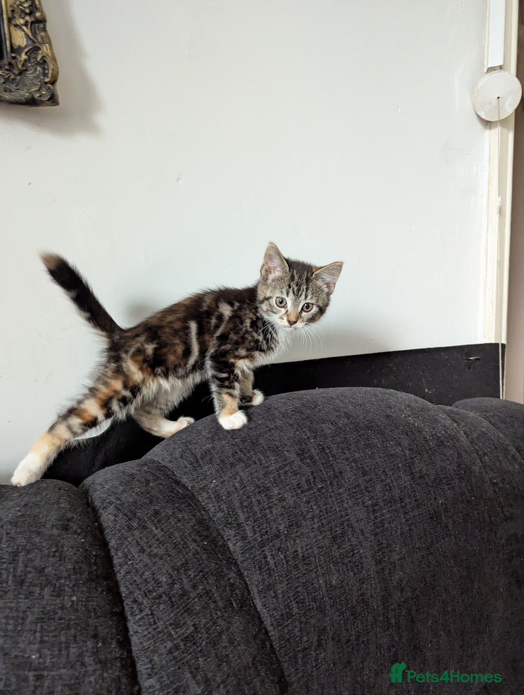 Manx cats for sale: Manx/Calico kittens for sale  - Image 7