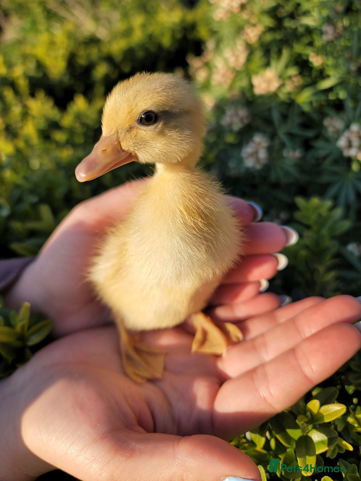 Ducks poultry Female Indian Runner Ducks - 14 Week Old Teenagers - Advert 1