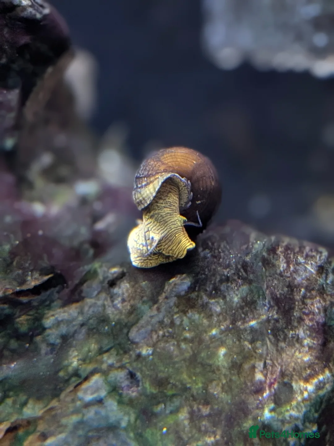 Other/Mixed Breed fish for sale: Mix - 2 tetra, 1 Danio, 3 Snails in Blackburn - Advert 4