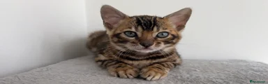 Bengal Kitten 2