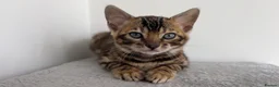 Bengal cats for sale: Stunning Bengal Kittens – TICA Reg – high Quality  - Advert 8