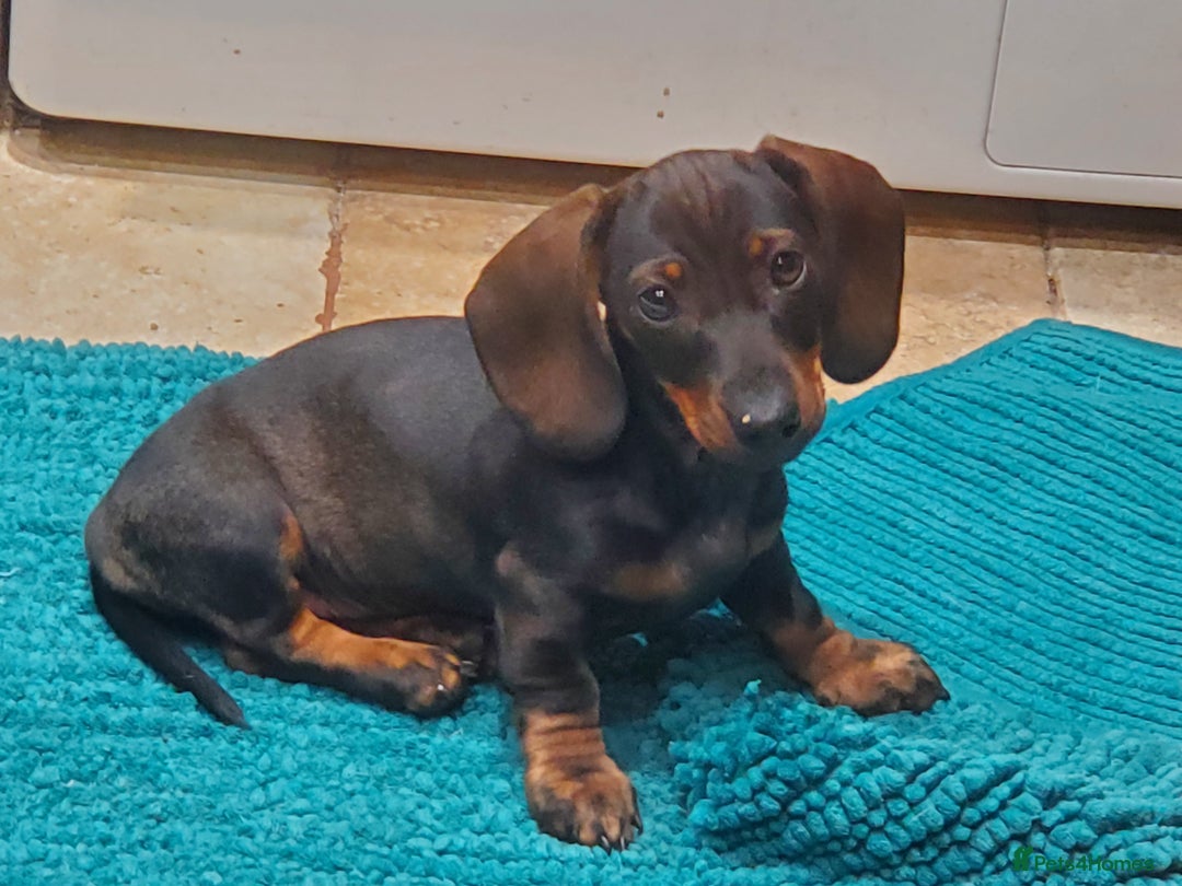 Miniature Dachshund dogs for sale: KC reg Miniature Wirehaired Dachshund girl - Image 5