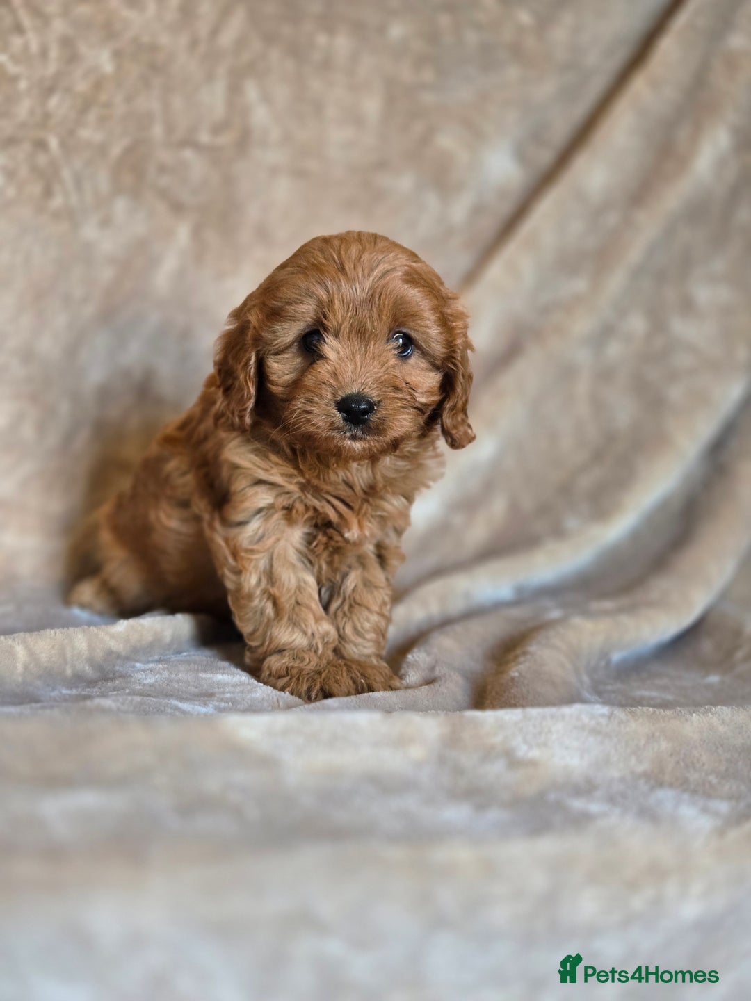 Cavapoo dogs for sale: Gorgeous Fox Red Cavapoo health tested parents  - Image 19