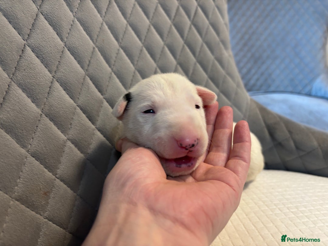 English Bull Terrier dogs for sale: Champion Bloodline English Bull Terrier Puppies  - Image 23