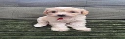 Yorkiepoo dogs for sale: Adorable Yorkiepoo Puppies Available - Litter of 6 - Advert 4