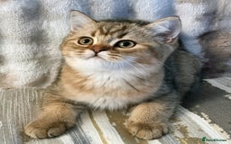 British Shorthair cats for sale: GOLDEN & COLOURPOINT BSH KITTENS, READY TO GO! - Image 22