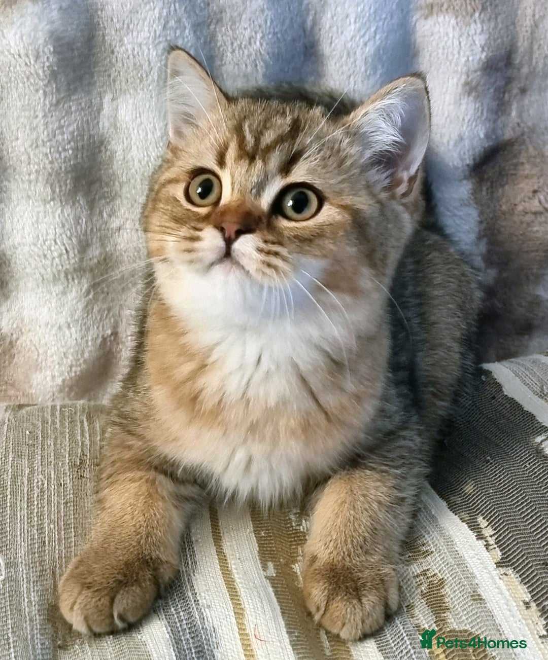 British Shorthair cats for sale: GOLDEN & COLOURPOINT BSH KITTENS, READY TO GO! - Image 22