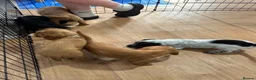 Cocker Spaniel dogs for sale: Beautiful Cocker Spaniel Puppies - Advert 24
