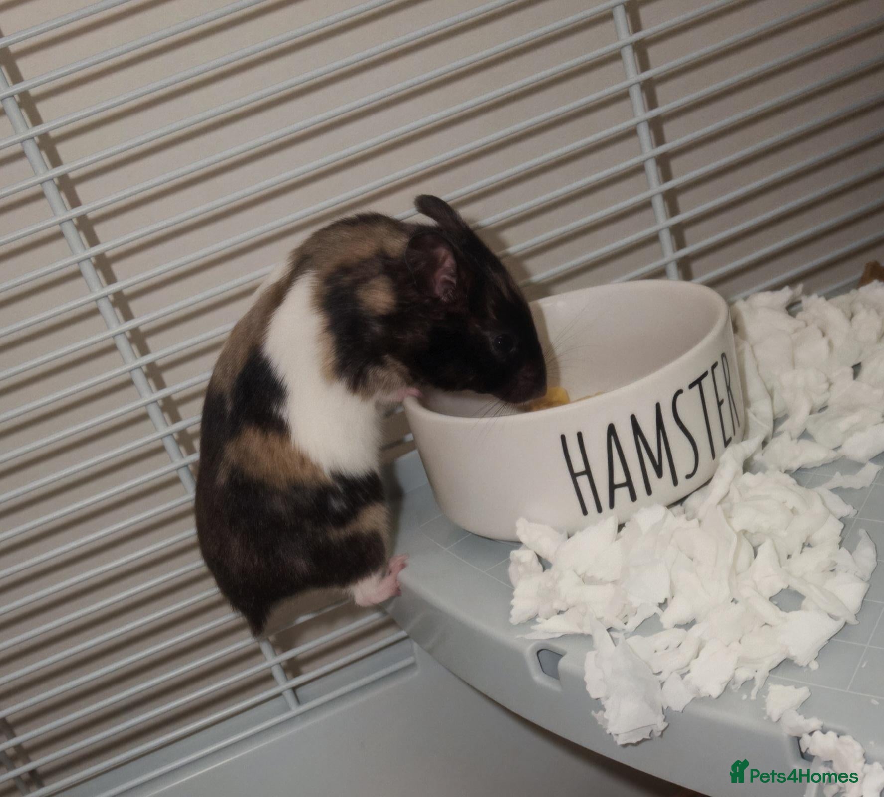Hamster rodents 8 week old female syrian hamster,   - Advert 2