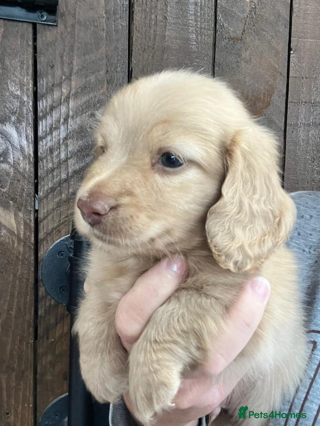 Miniature Dachshund dogs for sale: 2 beautiful long haired Miniature Dachshunds - Advert 29