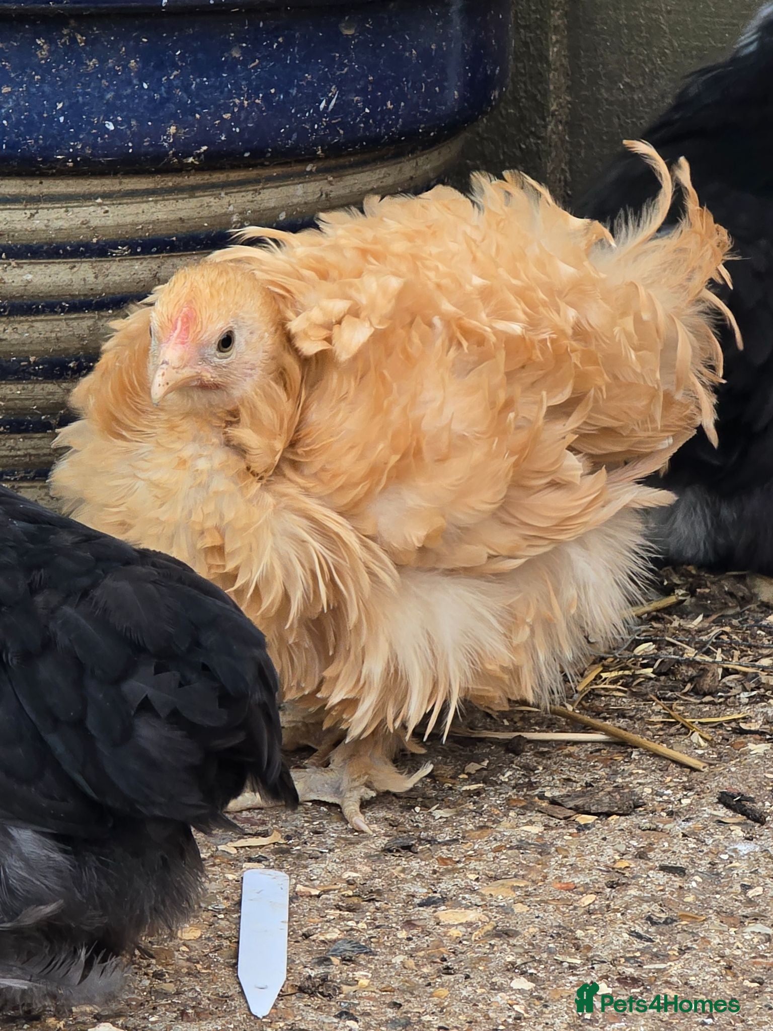 Chickens poultry Pekin Bantam pullets - Advert 18