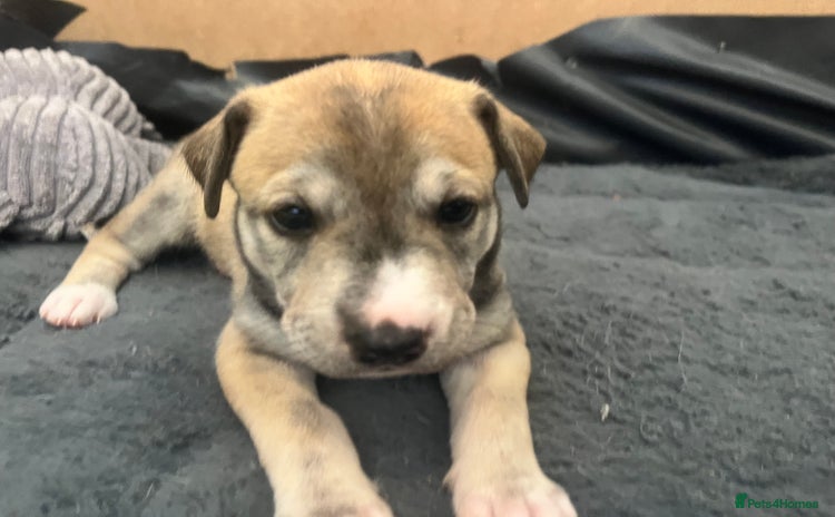 Mixed Breed dogs - Advert 2