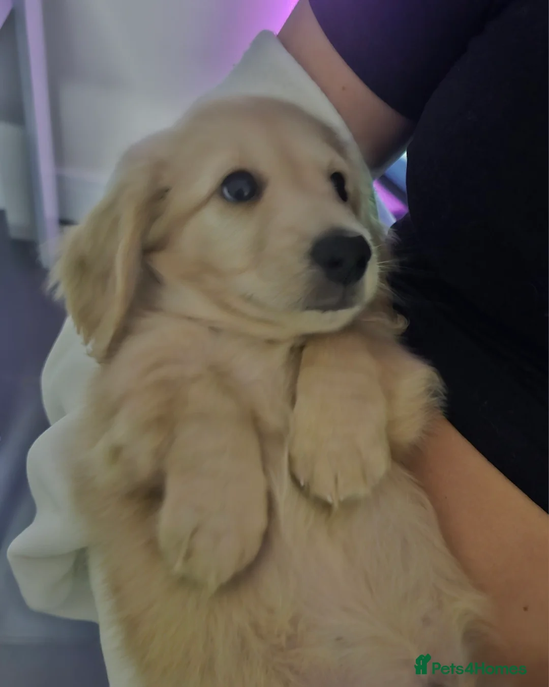 Miniature Dachshund dogs for stud: Dna and ivdd screened Mini Dachshund  in Southampton - Advert 4