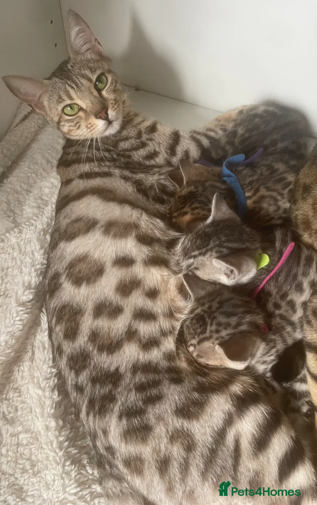 Bengal cats for sale: 3 beautiful kits - Advert 2