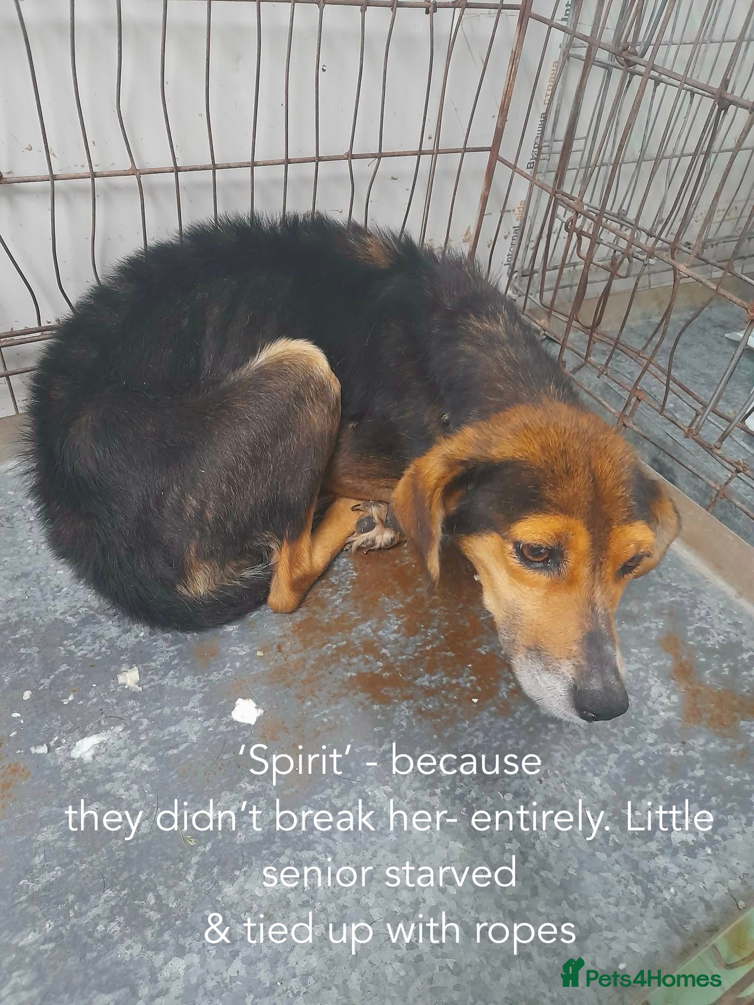 Mixed Breed dogs Spirit, 10 years approx. Available for adoption. - Advert 1