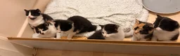 Mixed Breed cats for sale: 5 Kittens for sales  - Advert 7