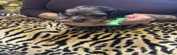Miniature Dachshund dogs for sale: BEAUTIFUL MINIATURE DACHSHUND PUPPIES - Advert 13