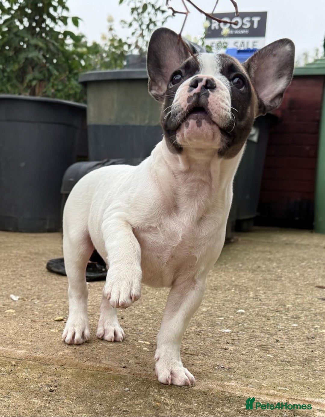 French Bulldog dogs for sale: Adorable Frenchie Puppies Seeking Forever Homes - Image 29