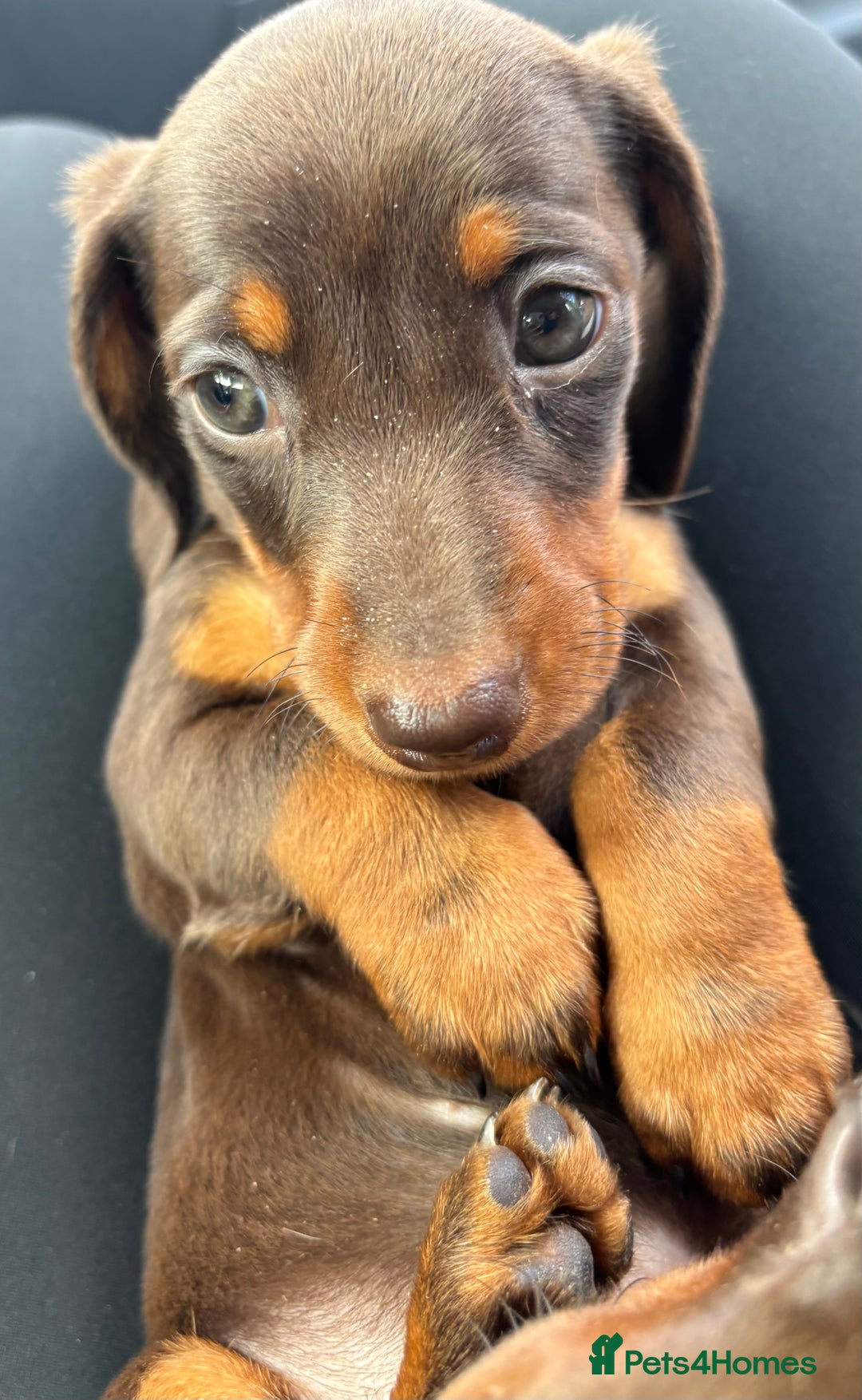 Miniature Dachshund dogs for sale: Miniature dachshunds - Image 33