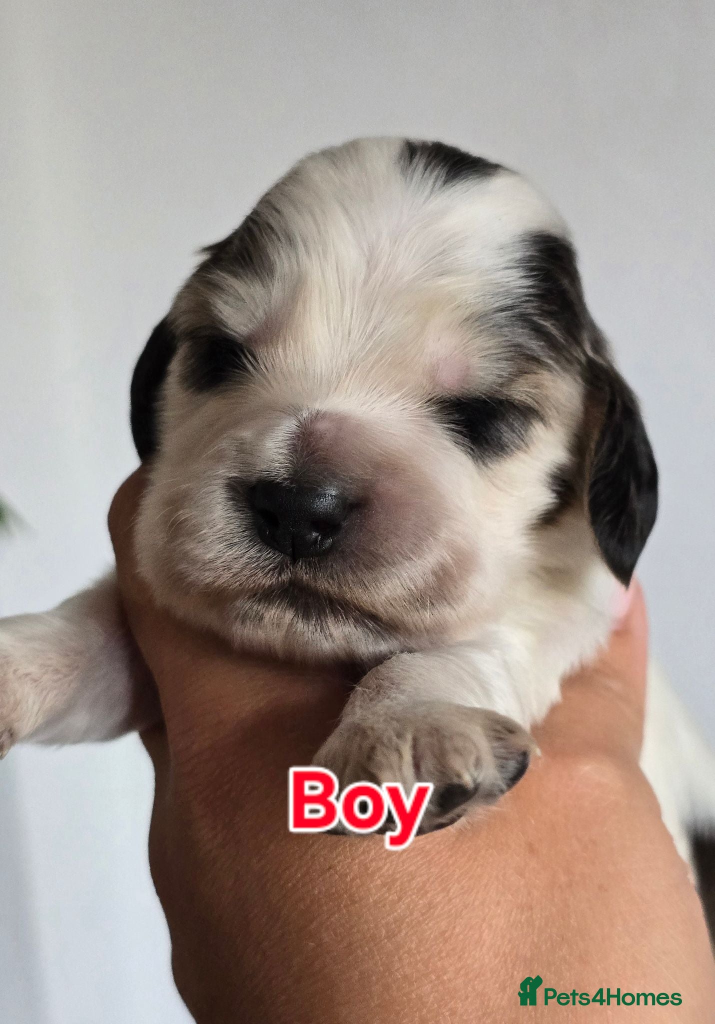 Cocker Spaniel dogs KC Reg Show Cocker Spaniel Sable Puppies - Advert 2