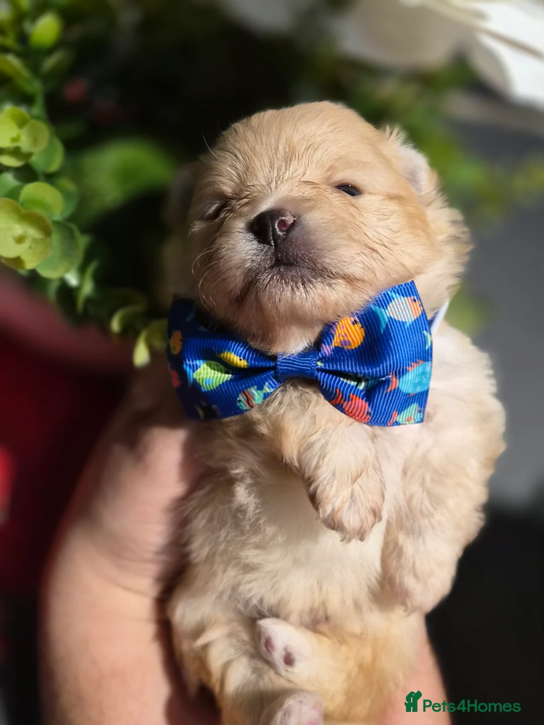 Pomeranian dogs for sale: 💝High Quality Korea/ Russia Babies💝 - Advert 16