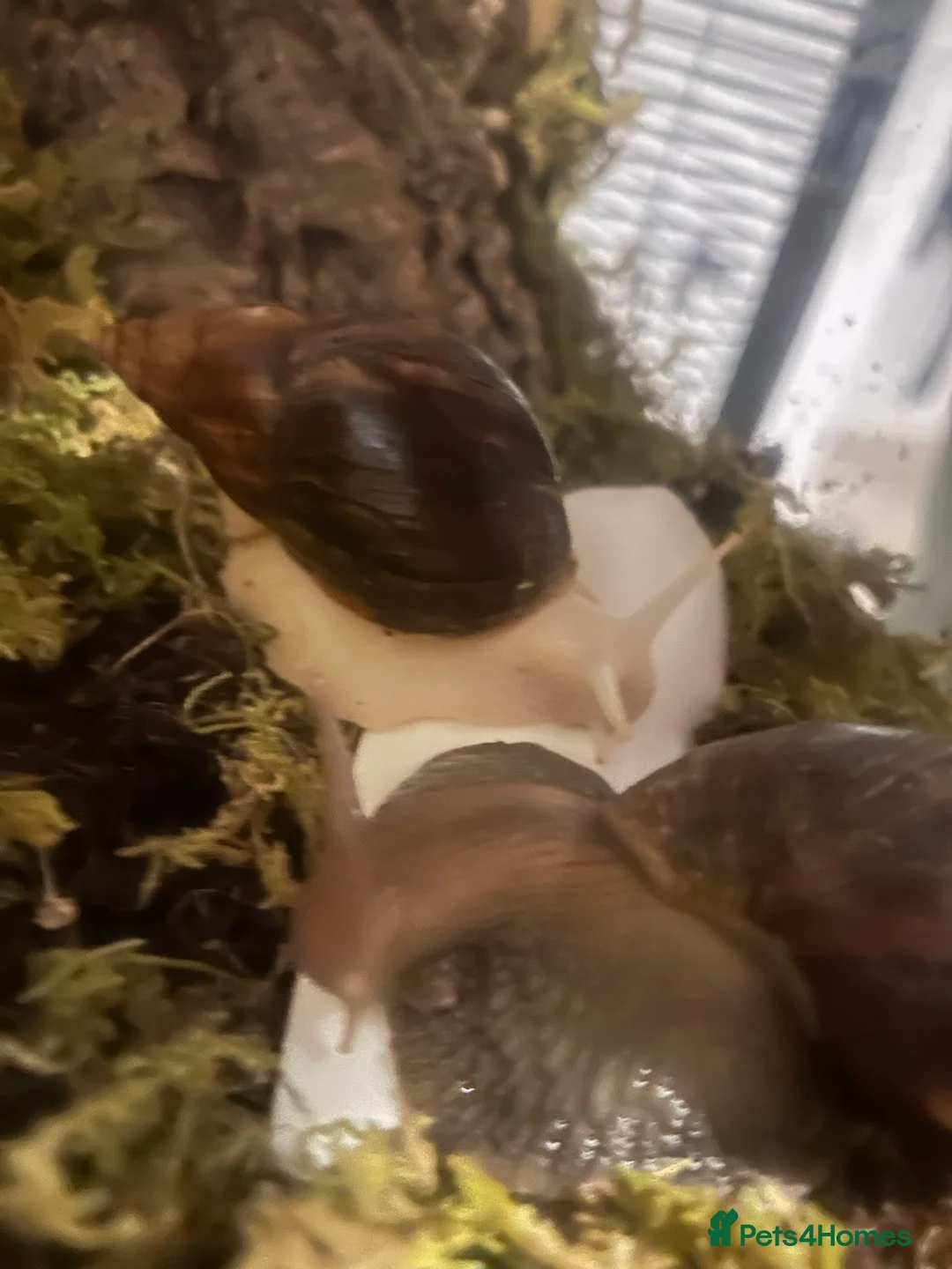 Snails invertebrates for sale: Two African land snails  in Leek - Advert 3