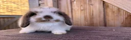 Mini Lop rabbits for sale: Show bloodline mini lop babies for reserve  - Advert 5