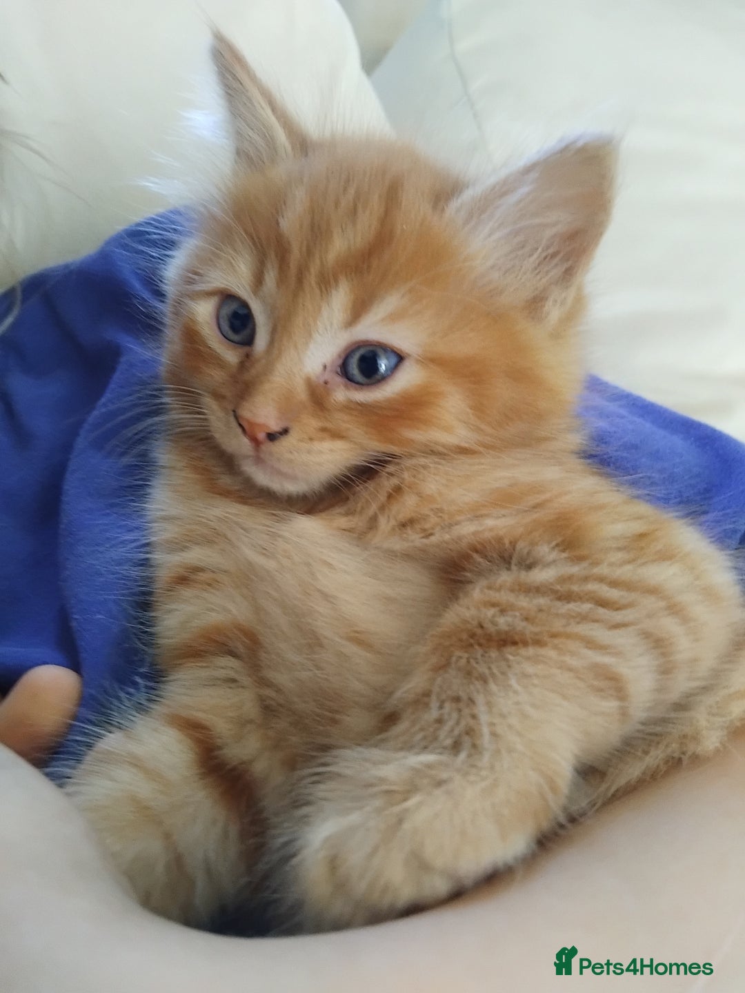Mixed Breed cats for sale: Fluffy male ginger kitten ready now in Saint Helens - Image 5