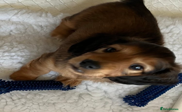 Miniature Dachshund dogs - Advert 3