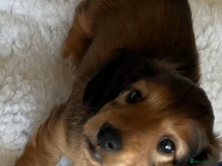 Miniature Dachshund dogs - Advert 3