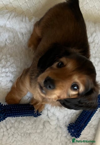 Miniature Dachshund dogs - Advert 3