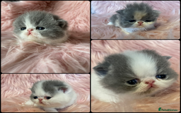Exotic cats for sale: 🔥GCCF EXOTIC KITTENS READY DECEMBER  **  - Image 10