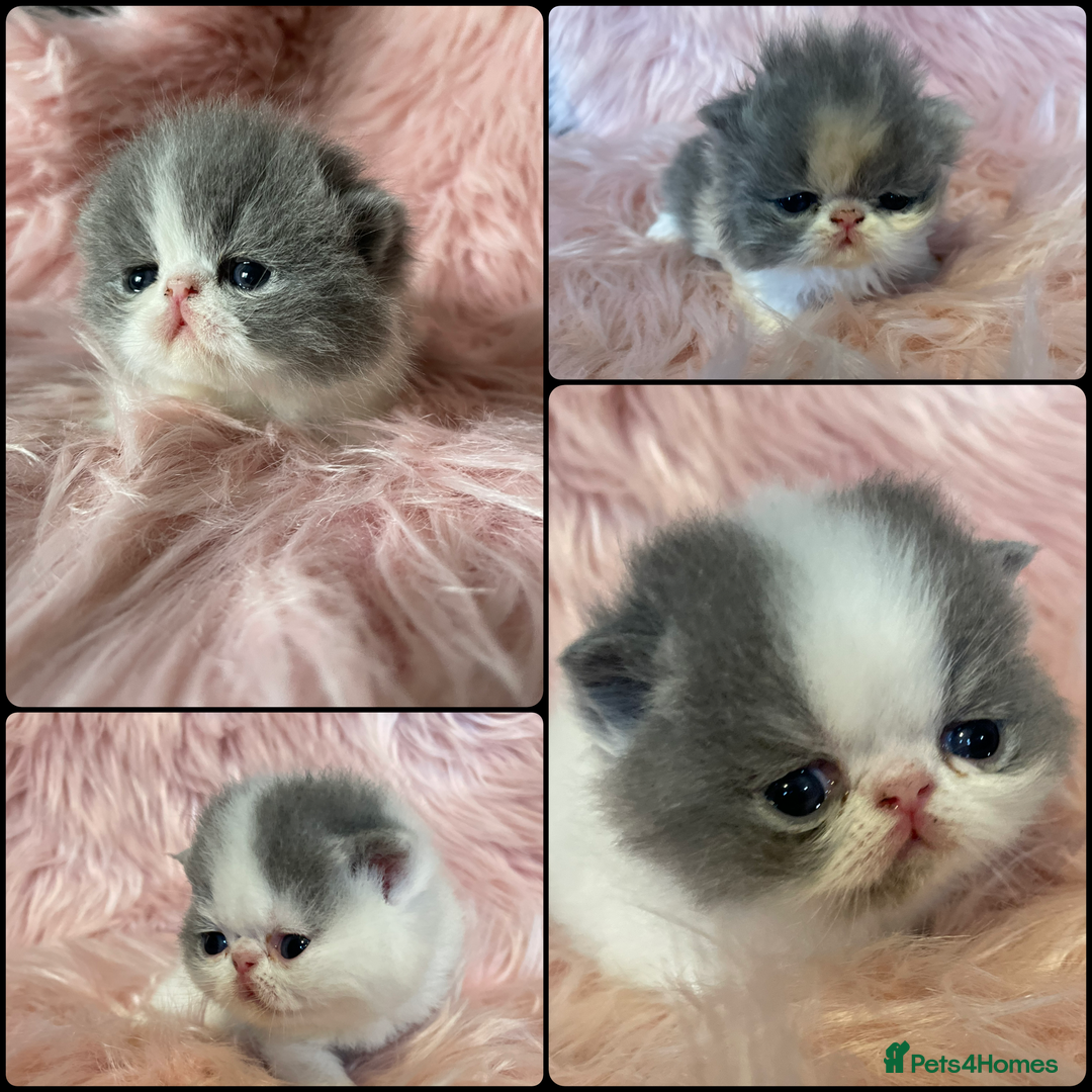 Exotic cats for sale: 🔥GCCF EXOTIC KITTENS READY DECEMBER  **  - Image 10