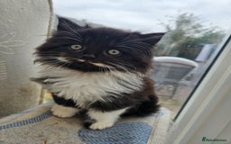 Mixed Breed cats for sale: Adorable Fluffy little Boy  - Image 1