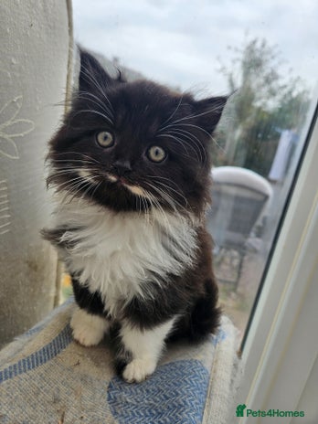 Mixed Breed cats - Advert 2