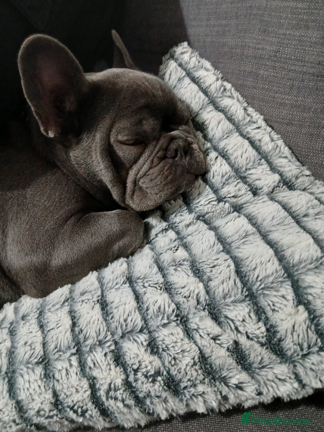 French Bulldog dogs for stud: French bulldog for stud - Advert 11