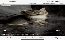 Mixed Breed cats for sale: Litter off 5 half bengal kittens  - Image 9