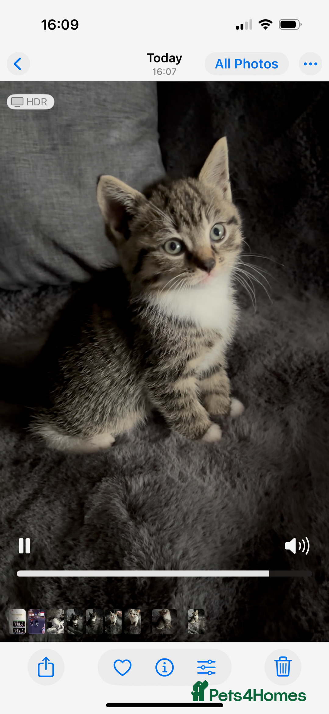 Mixed Breed cats for sale: Litter off 5 half bengal kittens  - Image 9