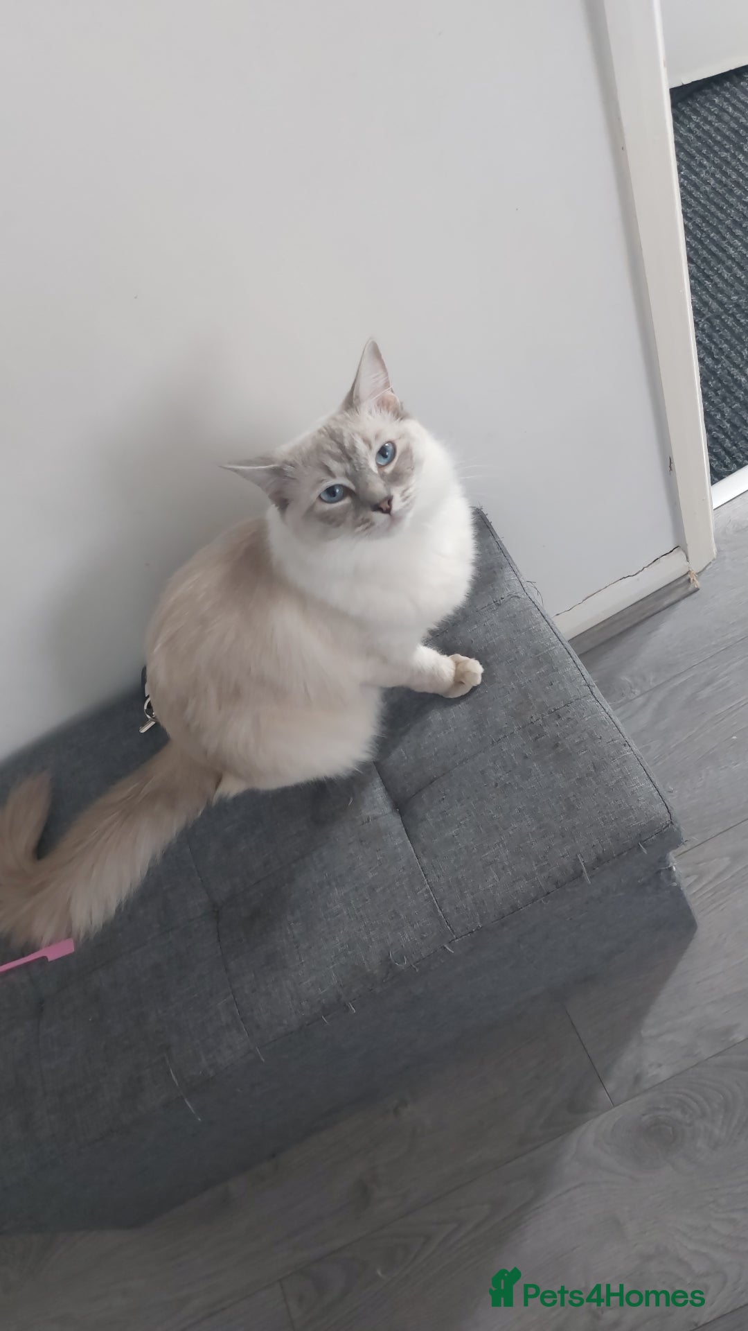 Ragdoll cats for sale: Beautiful lilic linx ragdoll female 16 months - Advert 9