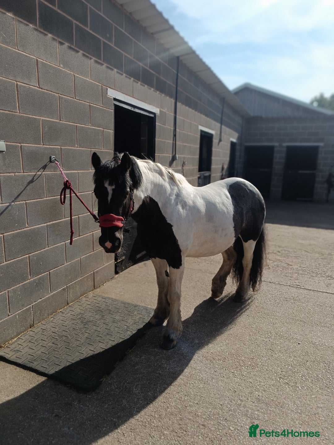 Irish Cob horses for sale: 13.2 mare looking for companion home - Image 2