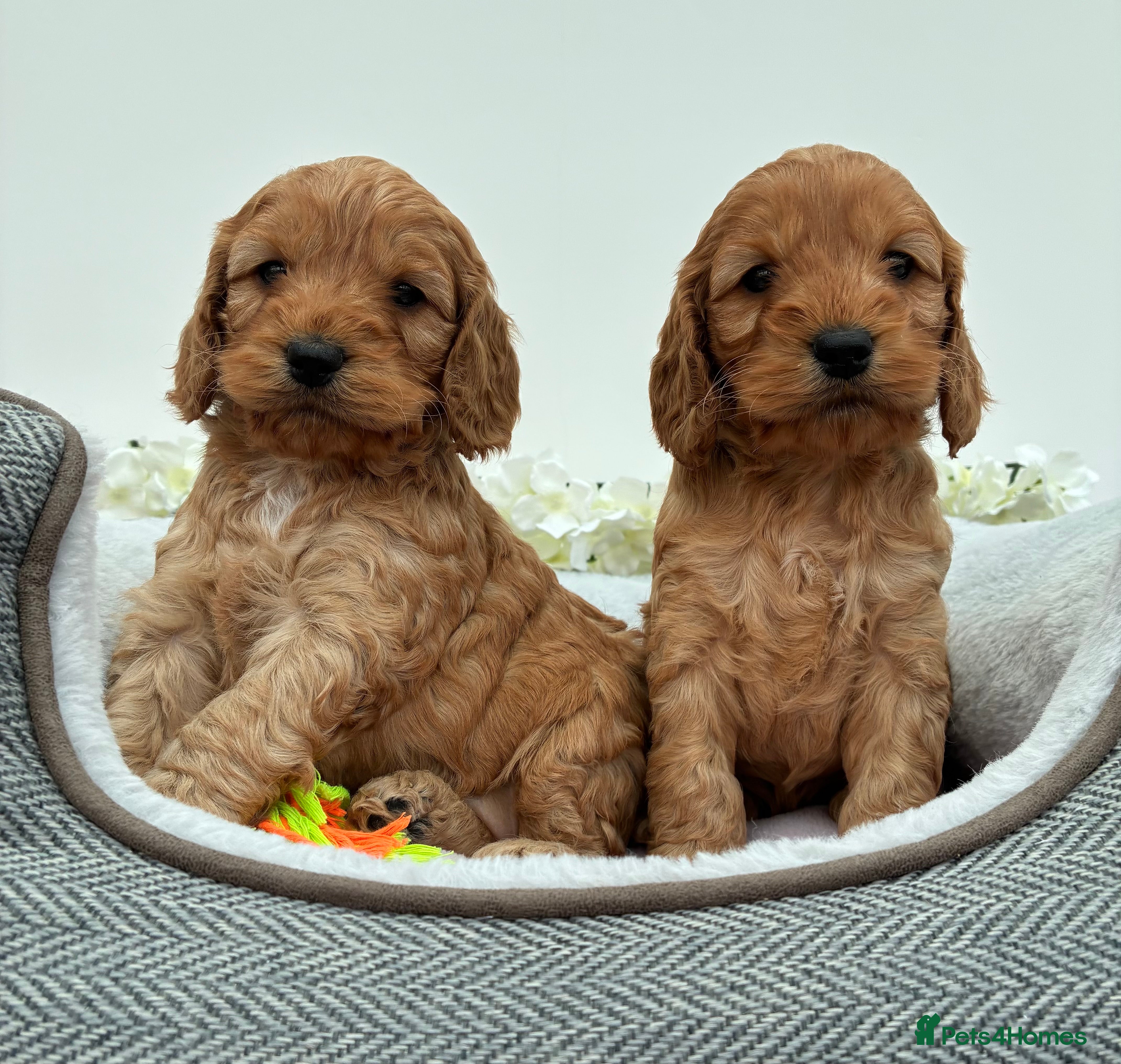 Cockapoo dogs Beautiful F1 Cockapoo Puppies Available  - Advert 2