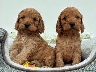 Cockapoo dogs Beautiful F1 Cockapoo Puppies Available - Advert 3