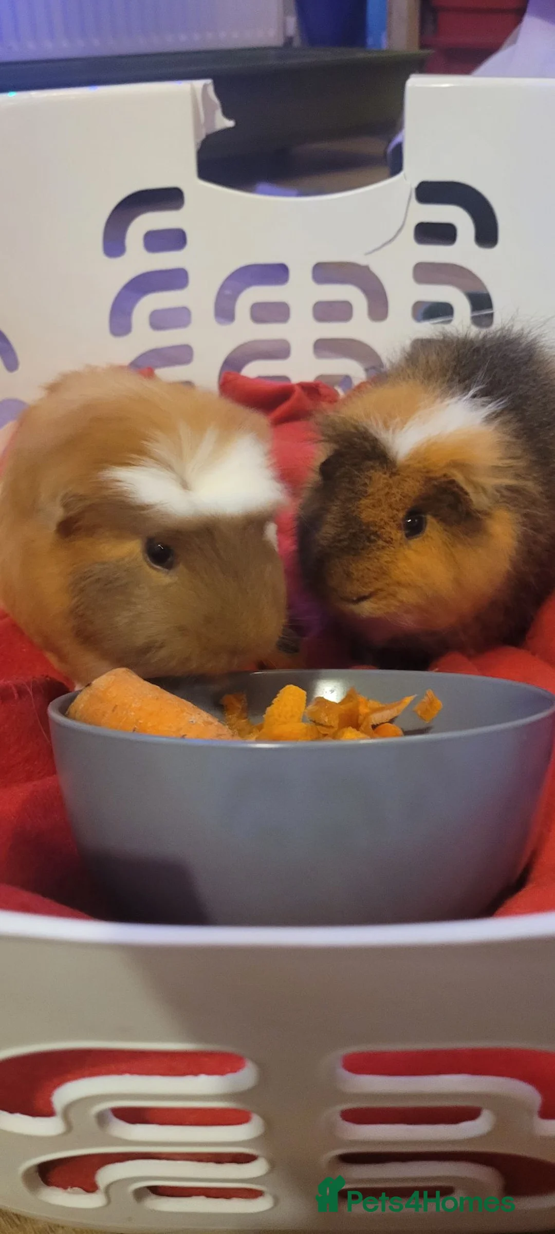 Guinea Pig rodents for sale: 2 male Guinea Pigs in Shepton Mallet - Advert 2