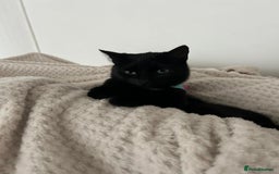 Domestic Shorthair cats for sale: Female cat for rehoming  - Image 4